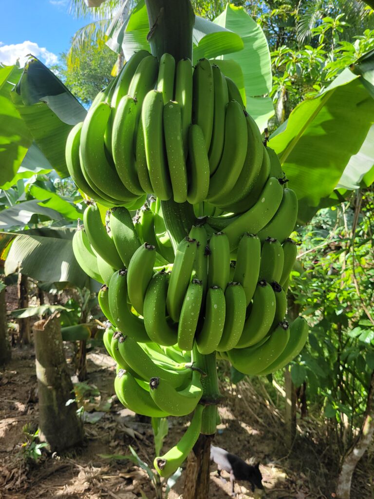 FrutoGlitz 14 dias de Aplicação